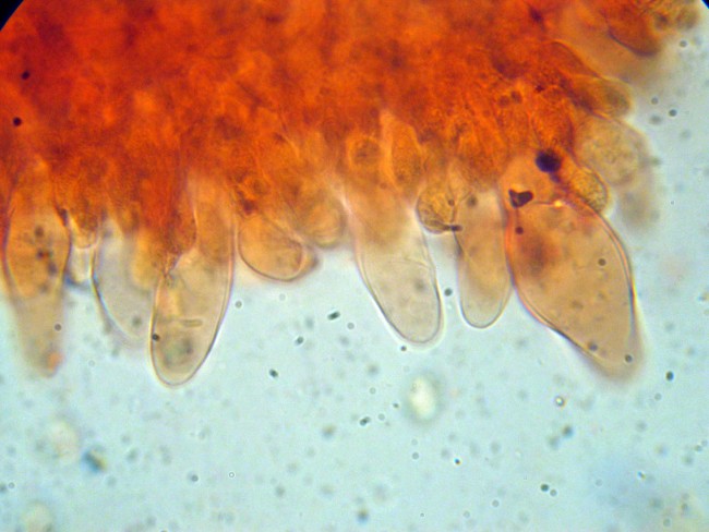 Pluteus secc. Hispidoderma (cfr. P. semibulbosus)